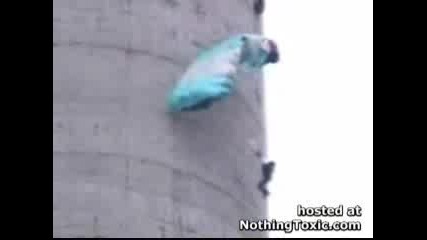 Girl Basejumper Accident