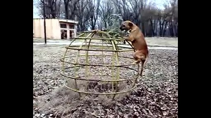 dog - jump