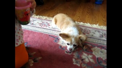 Guilty dogs... very guilty chihuahua