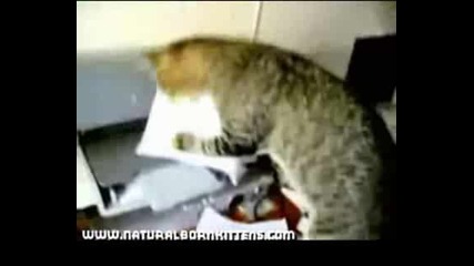 Котка Срещу Принтер - Много Смях !