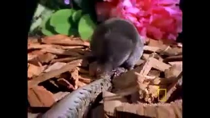 Мишка убива змия, а по късно се збива с приятеля си !!