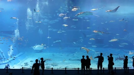 Море Курошио - Вторият по големина аквариум в света