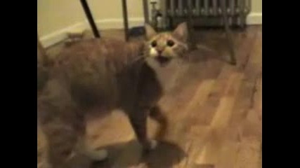 Сладки кучета и котета пеят смях