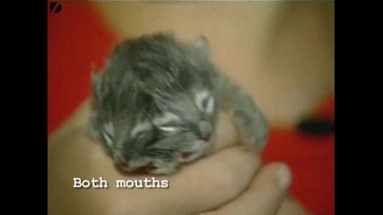 Невероятно Котенце Има 2 Глави