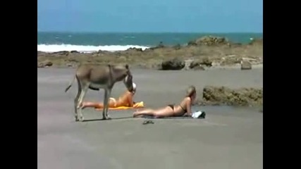 На магарето ми се чука ... (смях)