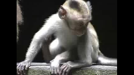 Monkey See,  Monkey Do