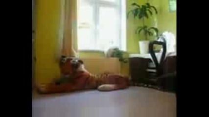 Cat vs. Fly