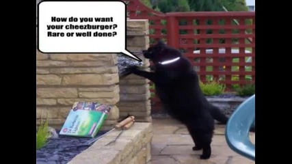 Много Смешни Котки ;d 6 част