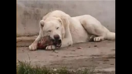 Най - Голямото Куче На Света - Кангал се храни