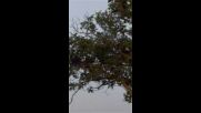 Щъркелите отлитат на юг