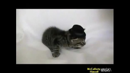 Котка удря малко коте Cat Slaps Kitten s Hat Off 