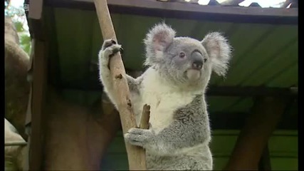 Koala breeding at an Australian Zoo - Making Animal Babies - Bbc 