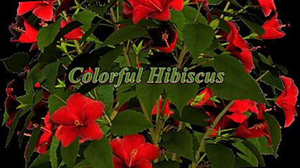 Colorful Hibiscus ... ...