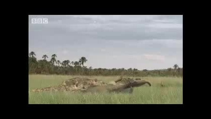 Primeval kill - Bbc