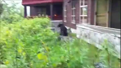 Човек срещу мечка