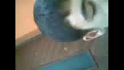 Sabin