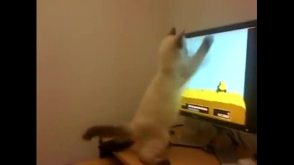 Котка играе на комп, смях 