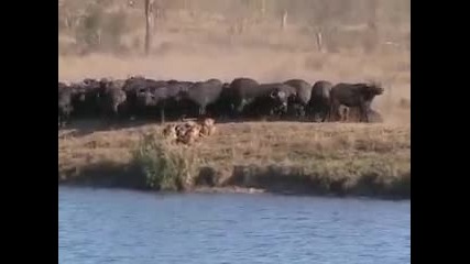 Битката в Крюгер ! Събитие ! 