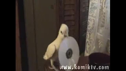 Папагал танцува с диск!