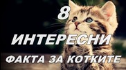 8 интересни фактa за котките