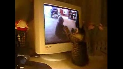 Сладко котенце пред компютър.