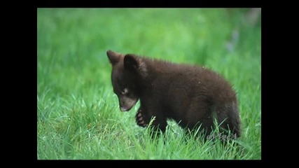 Не желая, мамо, вече - Детска песничка