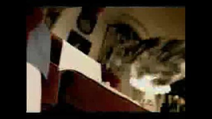 Луда Котка - Bacardi