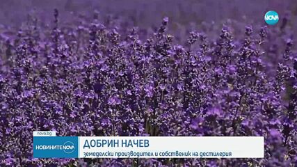Краят на „лилавата треска“: Българската лавандула вече не ухае на печалба
