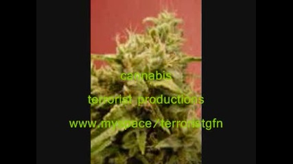 Terrorist - Cannabis - Dub 
