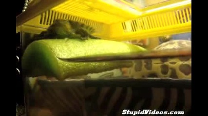 Танцуваща костенурка :)