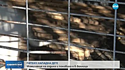 Питбул ухапа малко дете в Кърджали
