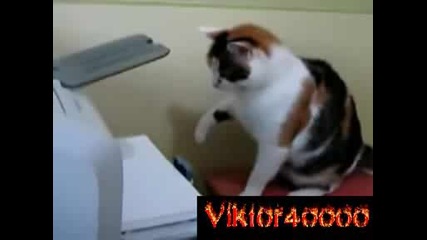 Котка ремонтира принтер :д