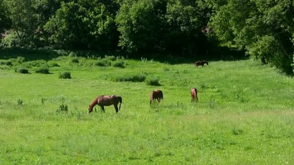 10minutes2relax - Grazing Horses