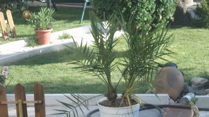 gradina 
