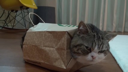 Котето Мару облечен в хартиена торбичка