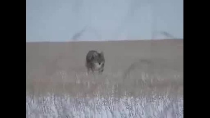 Лов на чакали... 2 Coyote hunt...