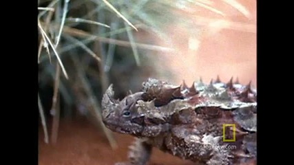 Thorny Devil 