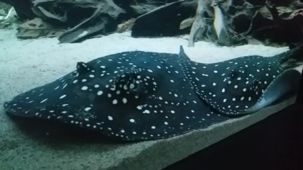 Den PlaNet