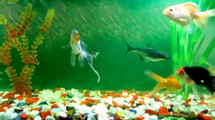 Живот в аквариума! ... (stive Morgan music) ...