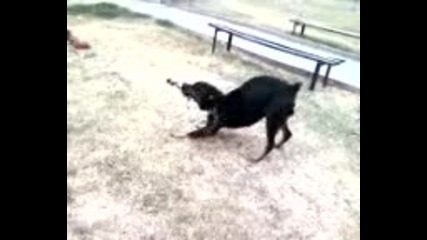 Video-0001