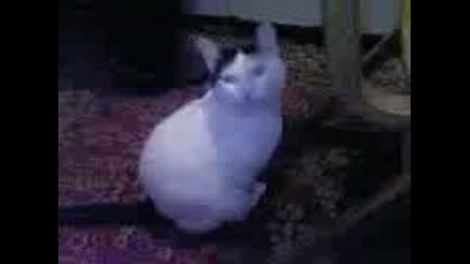 Коте