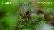 Котка рибарка | Дивите котки на Тайланд | Месецът на Големите Котки | NG Wild Bulgaria
