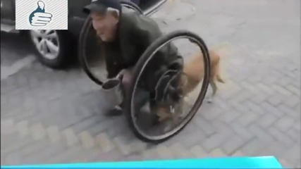 Респект! Вижте как това куче помага на стопанина си, който е инвалид и не може да се придвижва сам