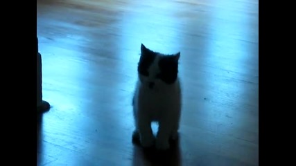 Лудо коте не го свърта