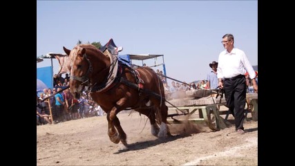 Тежковозни коне