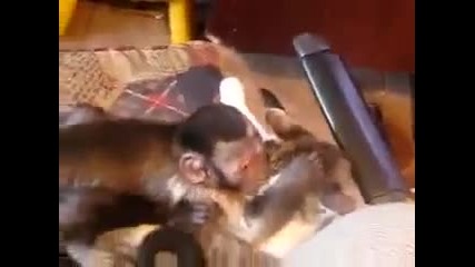 Маймуна И Котка Се Обясняват В Любов