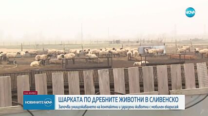 Започна унищожаването на заразените с шарка животни