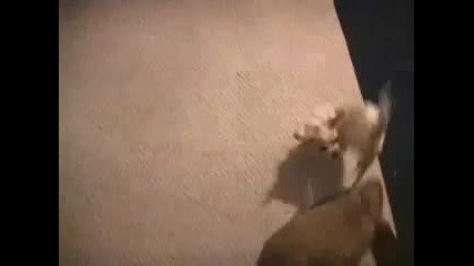 Куче vs Заек fight 