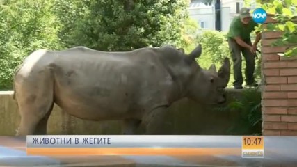 В ГОРЕЩИНИТЕ: Как се разхлаждат животните в столичния зоопарк?