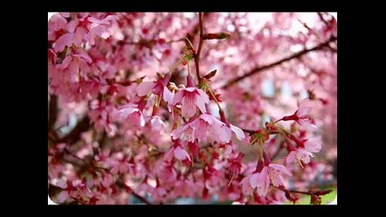 Spring Garden- Еva Cassidy
